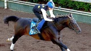 日曜阪神競馬場の注目激走馬…阪神１１Ｒしらさぎステークス・Ｇ３