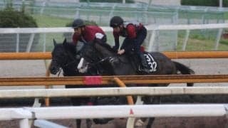 カゼノランナー、帝王賞追い切り速報/栗東トレセンニュース