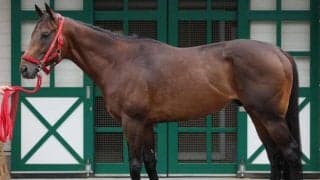 「スプリント界の頂点に立てる器」 馬体派記者が期待する北九州記念出走馬