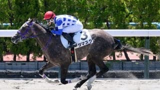 【函館5R新馬戦結果】サリオス産駒ダマスクが断然人気に応えて快勝