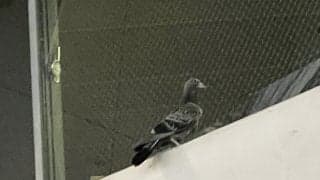 【オリックス】京セラドーム大阪に鳥が舞い込み、ファンの視線をくぎづけ　