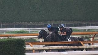 斉藤崇厩舎のキタサンブラック産駒 師も期待するエルドボルグ/関西馬メイクデビュー情報