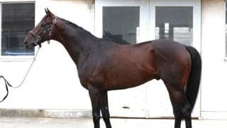 中山記念時から状態上向き 馬体派記者がレース適性からも太鼓判押した七夕賞出走馬は