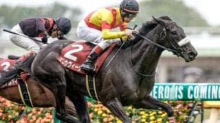 今年の上場馬は2頭のみ セレクトセールで芦毛よりも少ない毛色とは
