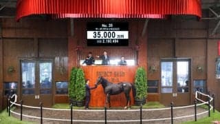 【セレクトセール2026】米G1馬の初仔が3億5000万円…サーチリザルツの2025をエムズレーシングが落札
