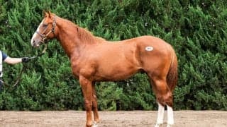 【セレクトセール2026】米G2馬のスワーヴリチャード産駒に1億2500万円