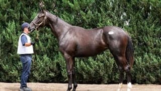 【セレクトセール2026】米G1馬の半妹が登場…アーモニーズエンジェルの2025は1億5000万円で落札