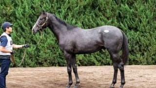 【セレクトセール2026】サートゥルナーリア産駒に1億3000万円…母はJRA4勝馬
