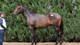 【セレクトセール2026】タイトルホルダー産駒に1億4000万円…初年度産駒の良血をTNレーシングが落札