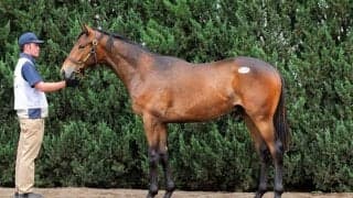 【セレクトセール2026】エピファネイア産駒に1億9000万円…母はJRA4勝馬