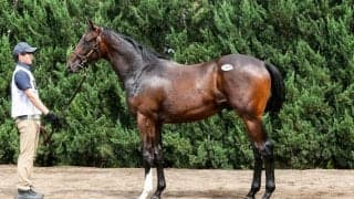 【セレクトセール2026】米G2馬のキズナ産駒に1億6000万円…藤田晋氏が落札