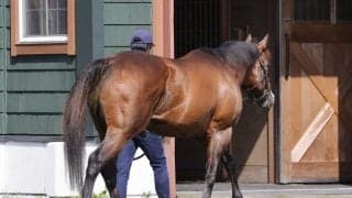 モーリスやパンサラッサなど 南半球シャトル種牡馬4頭が出国検疫施設へ移動