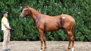 【セレクトセール2026】エフフォーリア産駒の良血に1億2500万円…母系も活躍馬多数