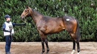 【セレクトセール2026】亜3歳牝馬チャンピオンのイクイノックス産駒に1億1000万円