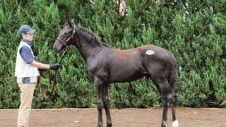 【セレクトセール2026】キタサンブラック産駒が1億2000万円…4勝馬キミノナハマリアの半弟に高評価