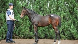 【セレクトセール2026】愛オークス馬の血を引く良血が1億6000万円…キタサンブラック産駒が高額落札
