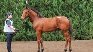 【セレクトセール2026】アドマイヤマーズ産駒に1億5000万円…母は仏G1馬の良血