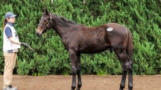 【セレクトセール2026】チリオークス2着馬の初仔に1億5000万円…キズナ産駒を前田良平氏が落札
