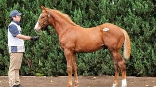 【セレクトセール2026】重賞馬が並ぶ名牝系に1億円…サートゥルナーリア産駒を野田みづき氏が落札