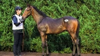 【セレクトセール2026】今年最後の上場馬は1億6000万円…阪神JF2着馬の半弟を田畑利彦氏が落札