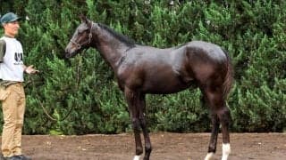 【セレクトセール2026】北米5勝馬の初仔が1億円…国本哲秀氏がキズナ産駒を落札