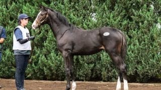【セレクトセール2026】南米G1馬×イクイノックスに1億1000万円…モンレーヴが落札