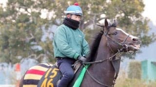 「ダンジグの後継馬」ウォーフロントが今シーズン限りで種牡馬引退　日本ではデクラレーションオブウォーなどが血を継承