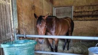 日曜函館競馬場の注目激走馬…函館１１Ｒ函館２歳ステークス・Ｇ３