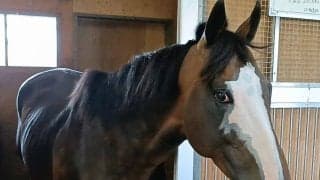 “派手顔”が「可愛い」「イケメン」と人気のカンチェンジュンガが引退→第２の馬生…阪神競馬場での生活がスタート　