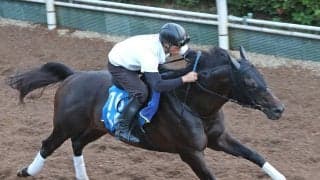 【関屋記念】新潟得意のファーヴェントが坂路で好気配　陣営は「もっと大きいところでも活躍できる馬」と飛躍期待