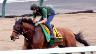 【クイーンＳ】昨年２着のココナッツブラウンは札幌ダートで小気味よい脚取り　陣営「舞台は一番合っている」