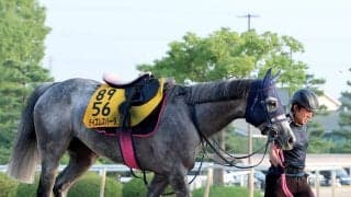 【アイビスサマーダッシュ・１週前】テイエムスパーダは馬場入りをごねる　小椋調教師「色々と考えていきたいです」