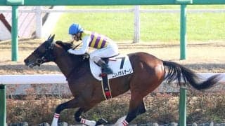 米国で活躍した種牡馬のドミナスがリンパ腫の合併症で死す　ＪＲＡでは孫が単勝１３番人気の爆穴Ｖ