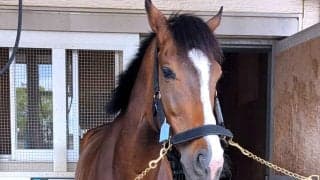 イクイノックスやドウデュースに負けない才能　誘導馬ダノンベルーガ再びＧ１の舞台へトレーニング中