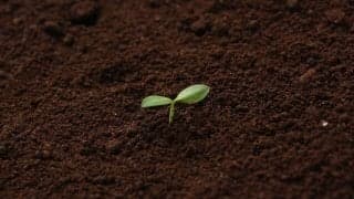 【スポーツメンタル】「芽が出る種」と「出ない種」の差