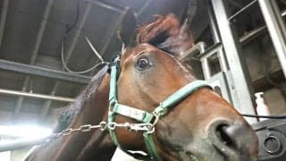 【東海Ｓ】ドンインザムードが１・９倍で圧倒的人気　前走７馬身差完勝で支持集め３連単も買い目の中心に