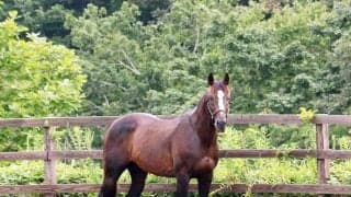 “宿泊できる馬の牧場”から「重要なお知らせ」…一般的なホテルとは異なる事情を明かす「必ずお守りください」