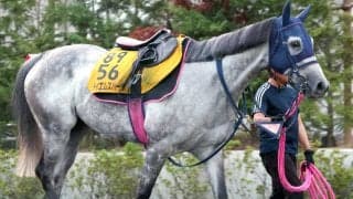 【アイビスＳＤ】テイエムスパーダは得意レースで復活なるか　小椋調教師「このひと追いで上がってくれたらと思ったが…」
