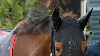 【クイーンＳ】ミュージアムマイルの半妹が再始動　札幌滞在のフェスティバルヒルに陣営「具合はすごく良さそう」