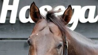 【注目馬動向】東海Ｓ勝利のマテンロウコマンドは佐賀のサマーチャンピオンへ　長谷川調教師「パワーが必要な馬場はぴったり」