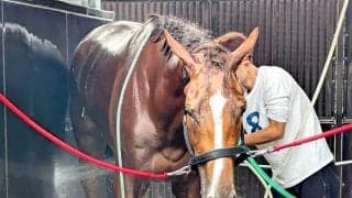 【クイーンＳ】ひとまわり大きくなったフェスティバルヒルは初の札幌も不安なし　陣営「体も大きくなっている」