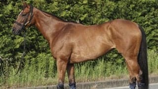 アイビスSD連覇に向けて馬体派記者も太鼓判 「今年も堂々の主役」