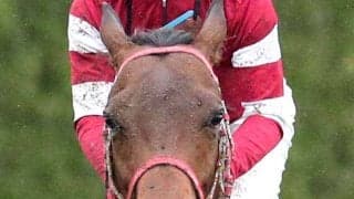【アイビスＳＤ】前走はまさかの大敗...昨年５着の７歳馬デュガは精神面がカギ　陣営「いいときに比べると…」