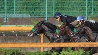 メルカントゥール、レパードS1週前追い切り速報/栗東トレセンニュース