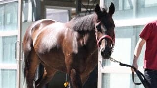 【中京記念】牡馬相手でもラヴァンダはひるまない　中村調教師「夏の暑さにも耐えてくれています」坂路で美しい加速ラップ