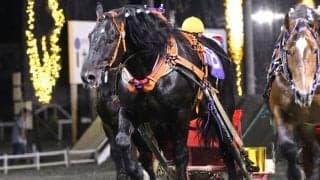 【ばんえい】ヤマカツエースが死亡