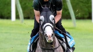 【札幌記念・金曜気配】アドマイヤテラは芦毛の馬体に銭形模様くっきり　いざ凱旋門賞へ　陣営「いい競馬をして次につなげたい」