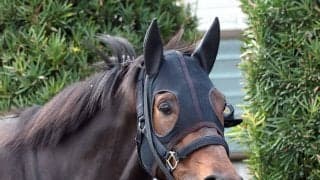 【札幌記念・金曜気配】反撃狙うショウヘイは角馬場で好ムード　陣営「硬さもなく、歩様も良く、元気も良かった」