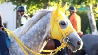 【札幌記念】マイネルモーントは初コンビの斎藤新騎手を背に調整　上々の仕上がりで「レースはしやすいイメージ」