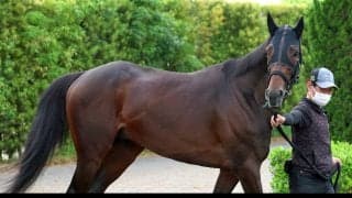 【注目馬動向】日本ダービー３着のバステールはセントライト記念から始動　報知杯弥生賞ディープインパクト記念以来のＶ目指す